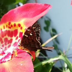 Thorybes dorantes dorantes