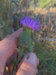 Cirsium vulgare