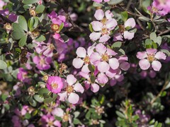 Leptospermum sericeum