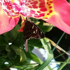 Thorybes dorantes dorantes