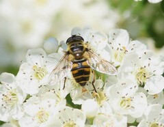 Myathropa florea
