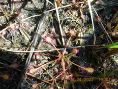 Drosera intermedia