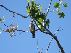 Chondestes grammacus