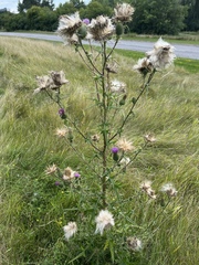 Cirsium vulgare