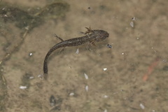 Ichthyosaura alpestris