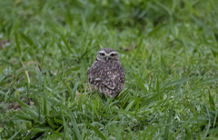 Athene cunicularia