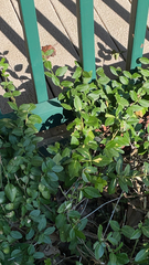 Trachelospermum asiaticum