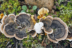 Trametes versicolor