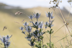 Eryngium alpinum