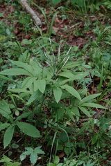 Cardamine heptaphylla