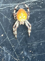 Araneus trifolium