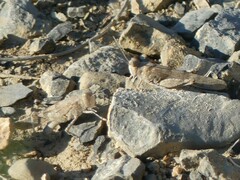 Sphingonotus caerulans