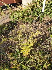 Cerastium glomeratum