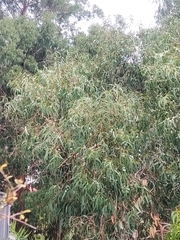 Eucalypteae