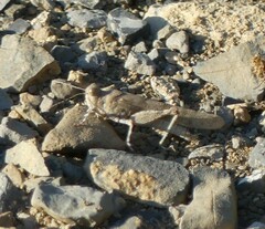Sphingonotus caerulans