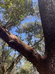 Arbutus menziesii