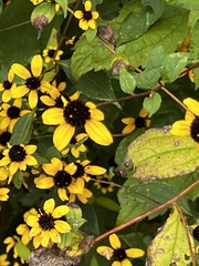 Rudbeckia triloba