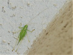 Meconema thalassinum