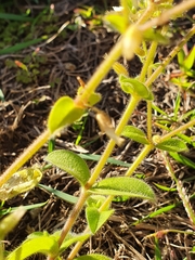 Cerastium glomeratum