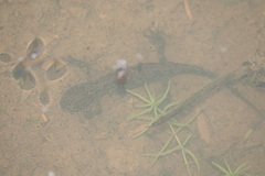 Ichthyosaura alpestris