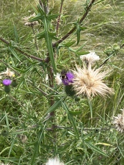 Cirsium vulgare