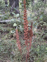 Pterospora andromedea