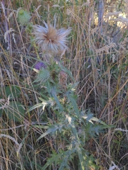 Cirsium vulgare