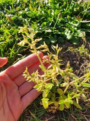 Cerastium glomeratum