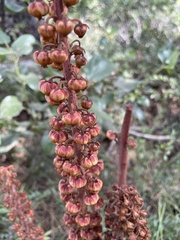 Pterospora andromedea