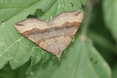 Scotopteryx chenopodiata