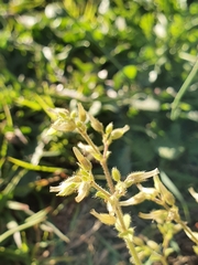 Cerastium glomeratum