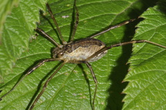 Mitopus morio