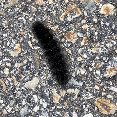 Hypercompe scribonia