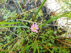 Sabatia kennedyana