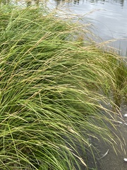 Sporobolus alterniflorus