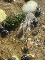 Upogebia affinis