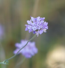 Scabiosa triandra