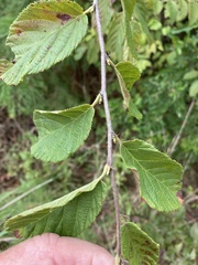 Ostrya virginiana