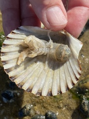 Upogebia affinis