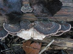 Trametes versicolor