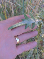 Cirsium vulgare