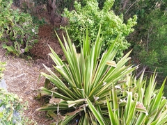 Furcraea foetida