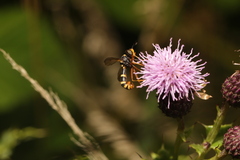 Conops quadrifasciatus