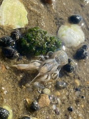 Upogebia affinis