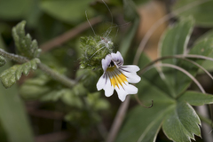 Euphrasia officinalis