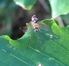 Tachininae