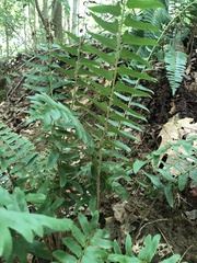 Polystichum acrostichoides