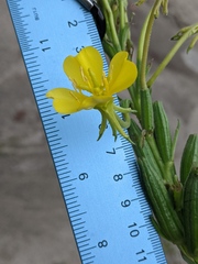Oenothera parviflora