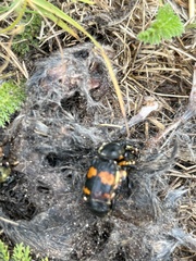 Nicrophorus tomentosus