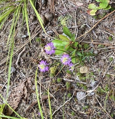 Polygala curtissii